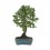 Bonsai Quercus