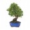 Bonsai Quercus