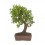 Bonsai Quercus