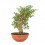 Bonsai Quercus