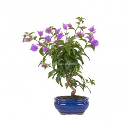 Bonsai Bouganvillea