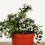 Abelie 'Edward Goucher' o Abélie à fleurs rose (pot 17 cm ø)