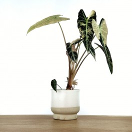 Alocasia Bambino Pink variegata (maceta 12 cm Ø)
