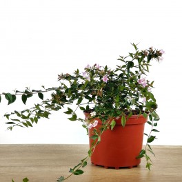 Abelia 'Edward Goucher' o Abelia flor rosa (vaso 17 cm ø)