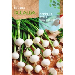 Graine de oignon Blanca de la reina