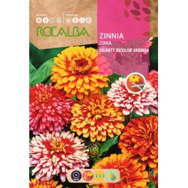 Graines de zinia géant bicolore varié