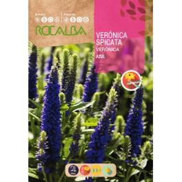 Graines de veronique spicata bleu