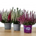 Calluna o brecina