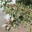 Abelia Kalidoscope ou Abelia nuancée de fleurs blanches (pot 17 cm ø)