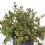 Abelia Kalidoscope ou Abelia nuancée de fleurs blanches (pot 17 cm ø)