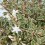 Abelia Kalidoscope ou Abelia nuancée de fleurs blanches (pot 17 cm ø)