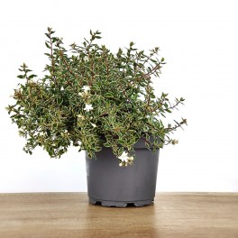 Abelia Kalidoscope o Abelia matizada de flor blanca (maceta 17 cm ø)