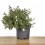 Abelia Kalidoscope ou Abelia nuancée de fleurs blanches (pot 17 cm ø)