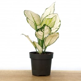 Aglaonema White Joy (vaso de 12 cm Ø)