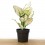 Aglaonema White Joy (vaso de 12 cm Ø)