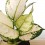 Aglaonema White Joy (vaso de 12 cm Ø)