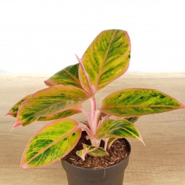Aglaonema Jungle Nectarin (maceta 12 cm  Ø)