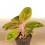 Aglaonema Jungle Nectarin (test 12 cm  Ø)