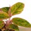 Aglaonema Jungle Nectarin (test 12 cm  Ø)