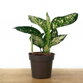 Aglaonema White Anyamanee Nectarin (maceta 12 cm  Ø)