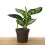 Aglaonema White Anyamanee Nectarin (maceta 12 cm  Ø)