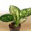 Aglaonema White Anyamanee Nectarin (maceta 12 cm  Ø)