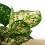 Aglaonema White Anyamanee (test 12 cm  Ø)