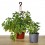 Plectranthus nummularius ou dólar