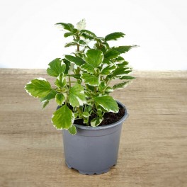 Plectranthus nummularius ou dólar