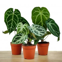 Anthurium crystallinum (test 12 cm Ø)