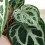 Anthurium crystallinum (maceta 12 cm Ø)