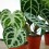 Anthurium crystallinum (vaso 12 cm Ø)