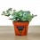 Pilarica o Sedum Sieboldii (vaso 10,5 cm ø)