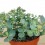 Sedum Sieboldii (pot 10,5 cm ø)