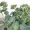 Pilarica o Sedum Sieboldii (vaso 10,5 cm ø)