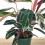 Calathea Triostar