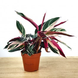 Calathea Triostar