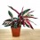 Calathea Triostar