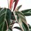 Calathea Triostar