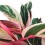 Calathea Triostar