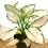 Aglaonema White Joy (vaso de 12 cm Ø)