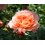 Rosal Renaissance (maceta 18 cm ø), colores a escoger
