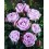 Rosal Renaissance (maceta 18 cm ø), colores a escoger