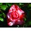 Rosal Renaissance (maceta 18 cm ø), colores a escoger