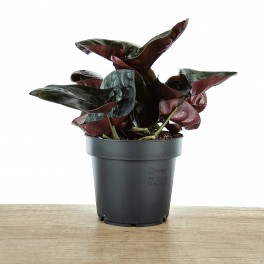 Syngonium Arrow (pot 12 cm ø)