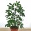 Schefflera ou cheflera