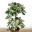 Schefflera o cheflera