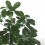 Schefflera ou cheflera
