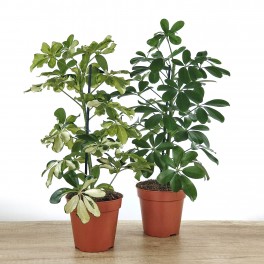 Schefflera ou cheflera
