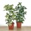 Schefflera o cheflera